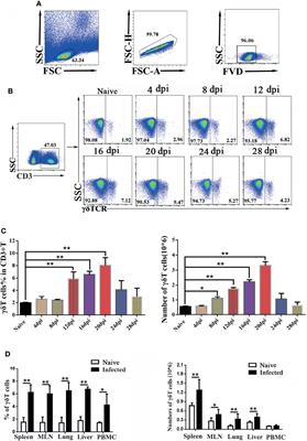 Properties and Roles of γδT Cells in Plasmodium yoelii nigeriensis NSM Infected C57BL/6 Mice